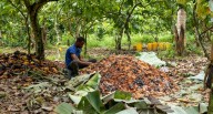 Segundo productor mundial de cacao aumenta su precio para mejorar ingresos de productores