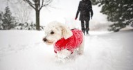 Vets urge pet owners to do 4 crucial things to keep cats and dogs safe during darker months