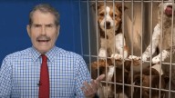 States Are Banning Retail Sales of Dogs and Cats. It's Doing More Harm Than Good.