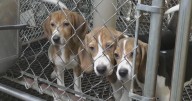 Ridglan Farms sues DATCP for delayed records on alleged animal cruelty