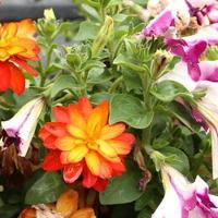 Falling for florals: How to create a fall landscape