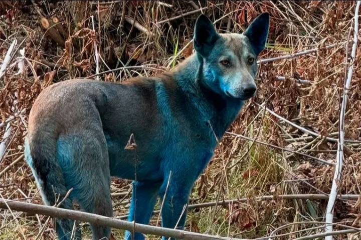 Intriga en Chernobyl: aparecieron perros con pelaje azul y buscan la causa