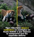 «Terror en el Zoológico: Tigre Siberiano Ataca a Cuidadora en Rusia»