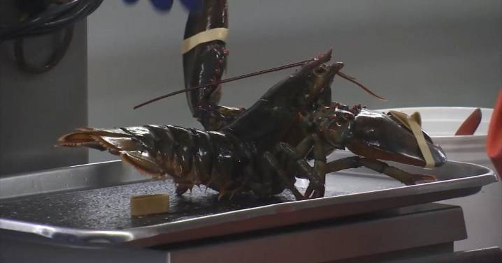 new report says lobster overfished off Maine