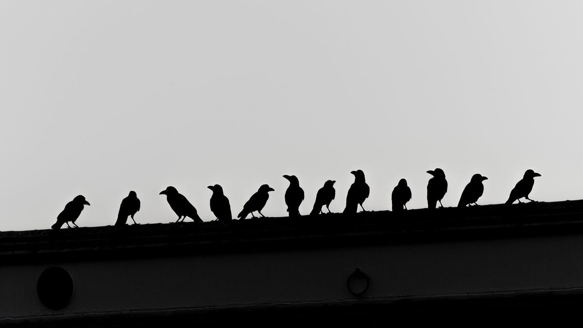 What Is a Group of Crows Called? Murder, Mob, and More