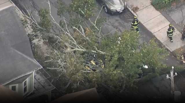 Driver taken to the hospital after large tree falls onto cars in Somerville