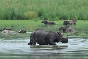 Wildlife flee as floods swamp Indian parks