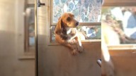Alabama Woman’s Dinner Turns Heartwarming When Stray Dog Joins Her Dogs