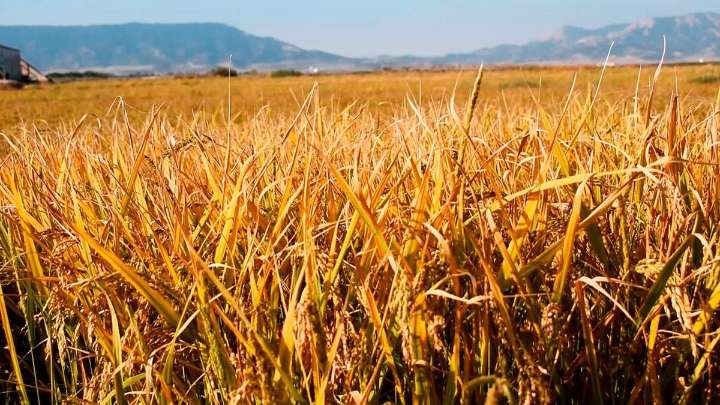 ARAGA denuncia que eliminar los aranceles al cereal ucraniano amenaza la competitividad en Aragón