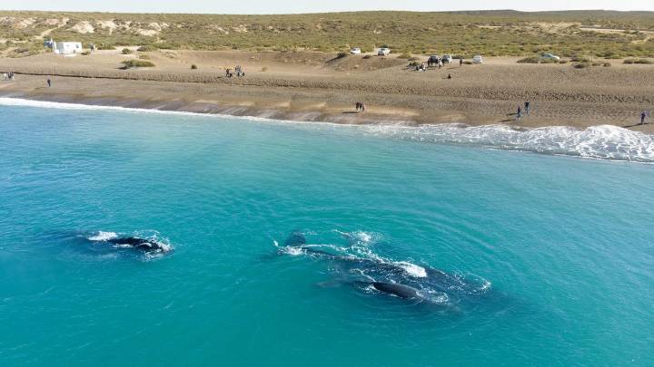 Naturaleza en su máximo esplendor: el encantador destino de Argentina para admirar ballenas y pingüinos