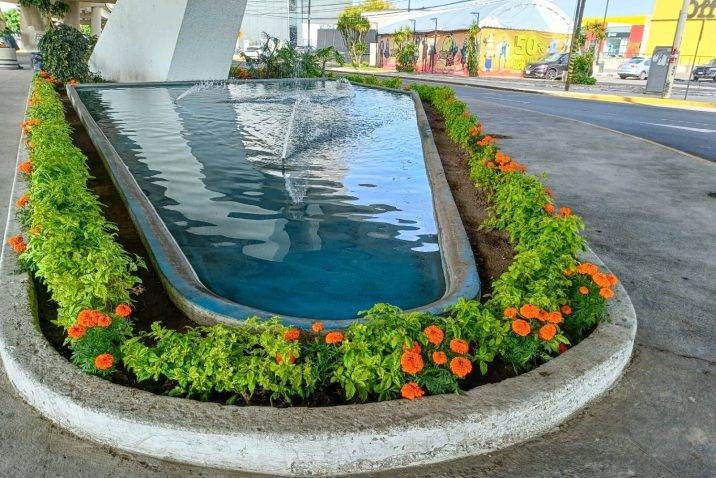 Municipio embellece la ciudad con más de 6 mil plantas de cempasúchil