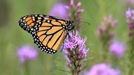 Gorges State Park's Mountain Monarch Festival is Oct. 4