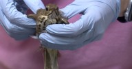 The Wildlife Rehabilitation Center of Minnesota will get a $15 million dollar expansion