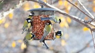 How to stop rats invading your yard this fall — without giving up bird feeding