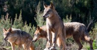 El lobo siente un temor profundo hacia los humanos: un estudio demuestra que nos perciben como 'superdepredadores'