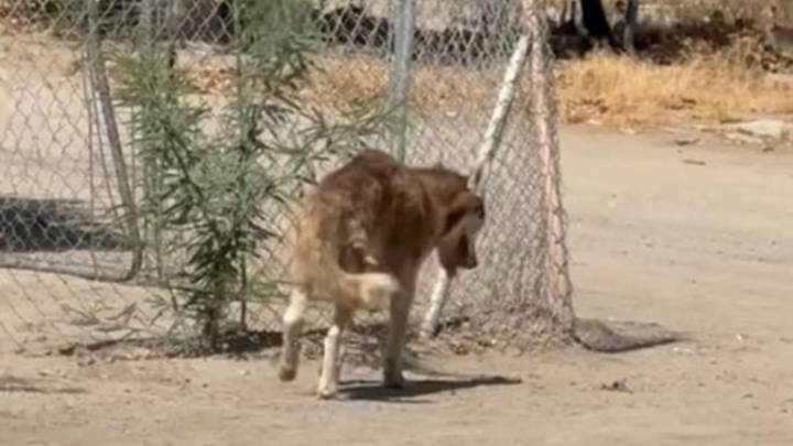 California Rescue Rushes To Help Injured Husky And Uncovers A Devastating Reality