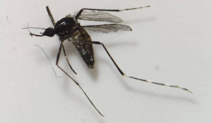 Sanidad activa el protocolo tras detectar varios mosquitos tigre en Canarias