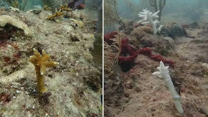 We witnessed how 2 coral species became functionally extinct off Florida