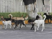 Intendente fallece tras ataque de perros en Huehuetoca