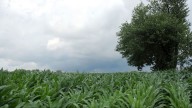 Harford County to pay $7.6M to preserve 1,000 acres of agricultural land