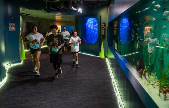 Runners, walkers kick off marathon weekend with Aquarium of the Pacific 5K