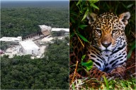 Hotel del Tren Maya en Calakmul redujo en 88% la presencia del jaguar