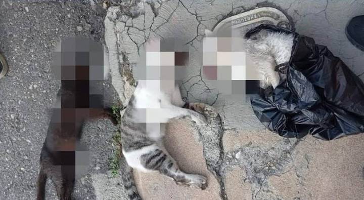 Crueldad envenenada»: Fiscalía investiga tragedia animal en Lara y cita a personal de condominio