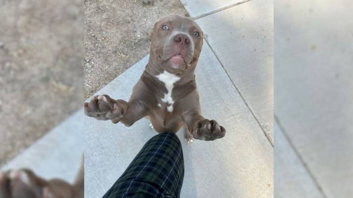 Texas Pup Caught Red-Pawed After Chewing Shoe, His Guilty Expression Says It All