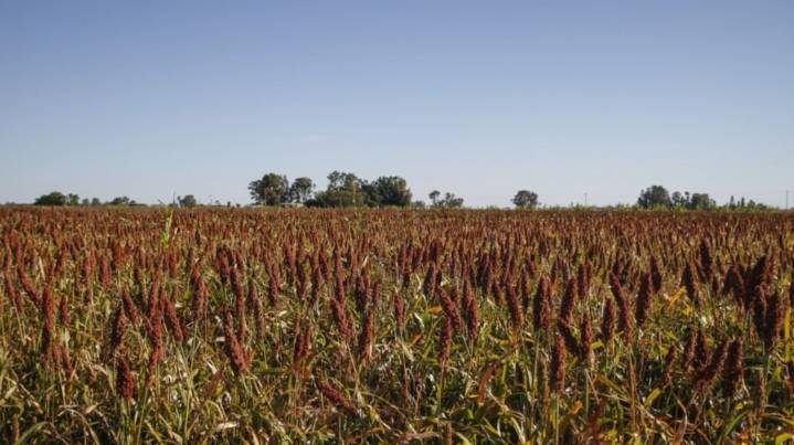 Establecen nuevas normas de comercialización del sorgo argentino para mejorar su posicionamiento mundial