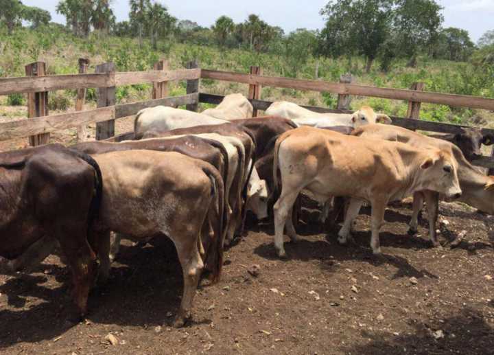 Retos sanitarios en el agro: zoonosis y plagas siguen activas en Yucatán