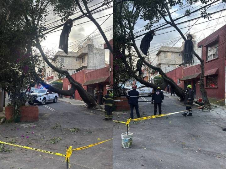 Caída de árbol moviliza servicios de emergencia en Álvaro Obregón