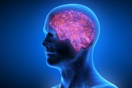 Tu cerebro decide qué comer antes de que tú lo sepas, según nuevo estudio
