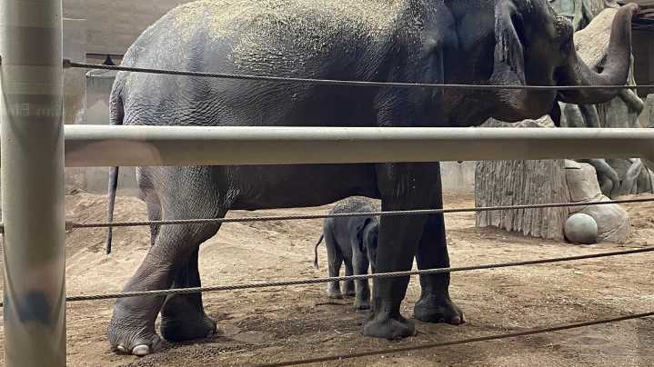 Columbus Zoo’s second elephant calf born this year makes public debut
