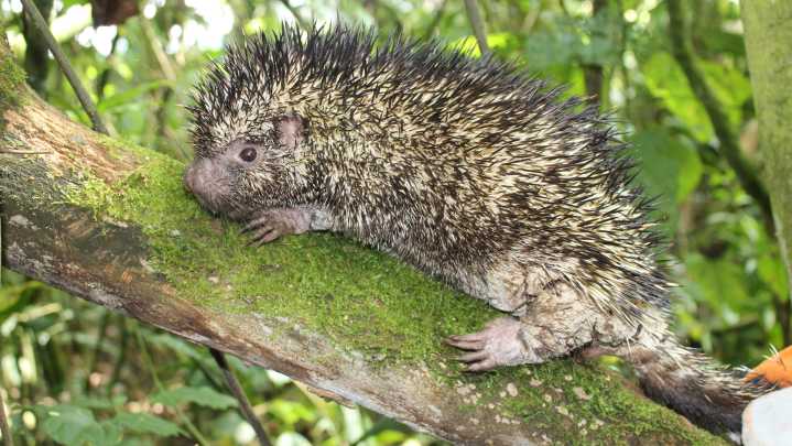 Descubren nueva especie de puercoespín endémica en Colombia.
