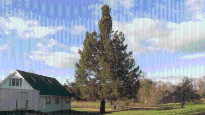 Local community reacts to Rockefeller tree selection