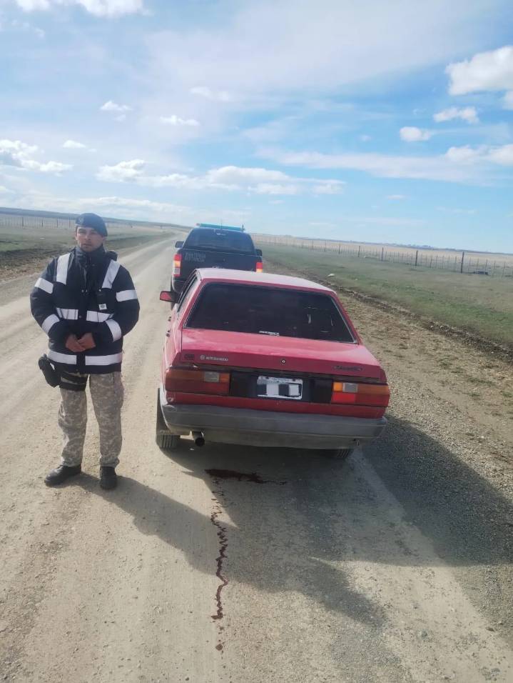 Ni el guanaco se salva: cazas furtivas, rutas sin control y fauna fueguina a merced de la impunidad