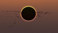 Some Birds Think Solar Eclipses Are Night, But Others Are Not Fooled