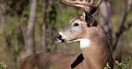 DNR asks hunters to donate deer harvest to help fight food insecurity in Wisconsin