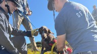 San Francisco dog rescued from side of cliff
