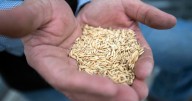 Federal shutdown hits Louisiana farmers during harvest: 'the math just doesn't work'