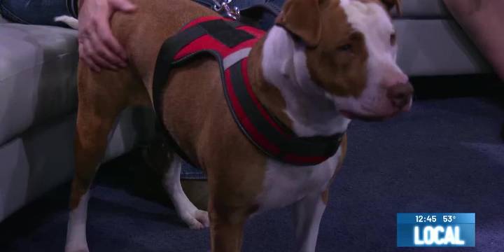 2nd Chance Pet: Lilli