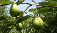 Salud: Guayaba, fruta que refuerza y cuida tu sistema inmune