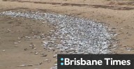 Dead fish wash up on Gold Coast beach