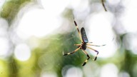 Pacific Science Center reopens with live spider exhibit