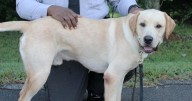 K-9s now at every Iredell County high school with sheriff's office school resource officer