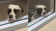 California Pup Dreamed Of A Family Behind Shelter Bars, And Then It Happened