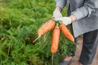 Productores de hortalizas y cempasúchil, entre los afectados por las lluvias en Querétaro