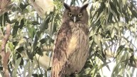‘Don’t sacrifice owls on Diwali,’ Punjab animal rights activist makes an appeal