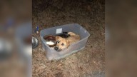 South Carolina Rescuers Save Mama Dog And Her Three Vulnerable Puppies Left In A Plastic Bin