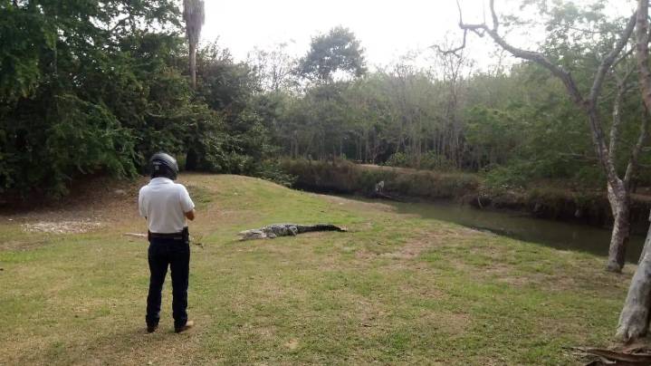 Buscan instalar cámaras para evitar ingresos indebidos a zonas de cocodrilos en Tampico